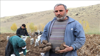 Li Agiriyê hilkirina kartolên binefşî dest pê kir