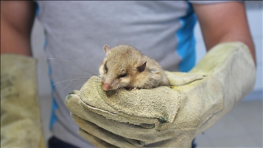China’s 1st space experiment rodents return to Earth after 14-day mission