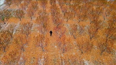 Yozgat'ta zirai dondan etkilenen 5 bin dönümlük bahçenin zararı TARSİM tarafından karşılandı