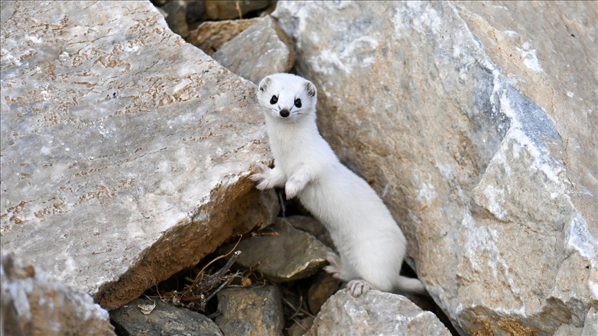  ظهور نادر لابن عرس المهدد بالانقراض في وان التركية