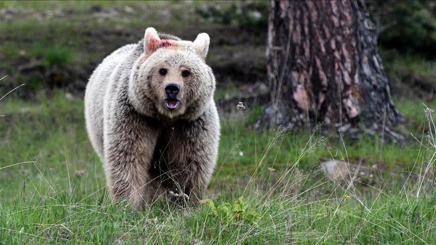 Bear killed after entering mall in Japan’s Akita prefecture