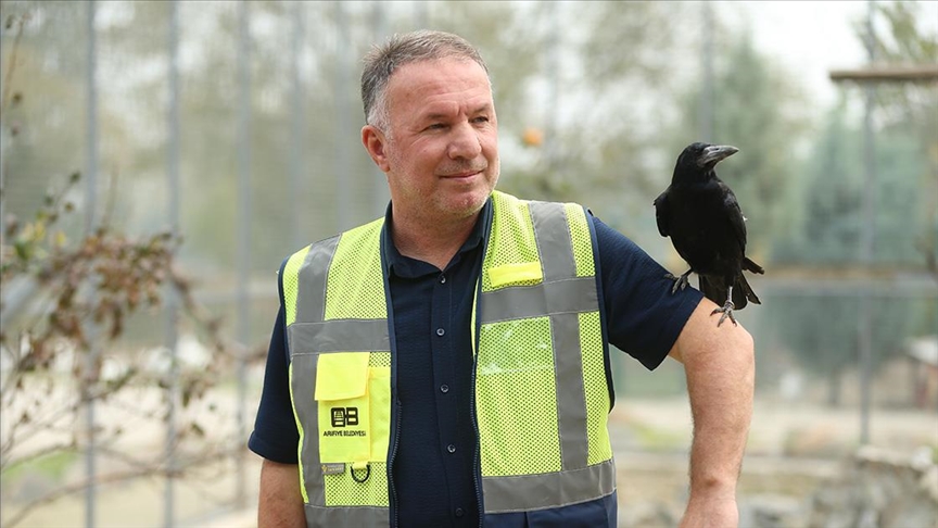 Sakarya\'daki tabiat parkında iyileşen karga, insanlara yakınlığıyla dikkati çekiyor