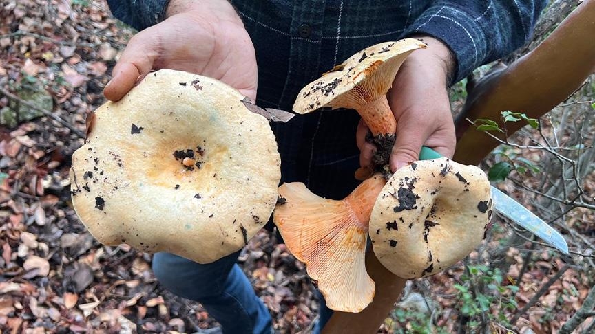 كاش التركية.. جمع الفطر من الغابات يصبح مصدر دخل للأهالي