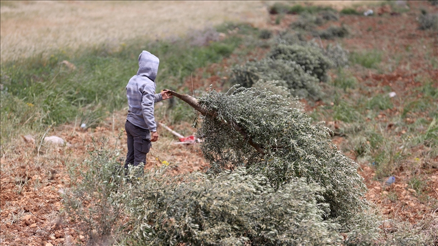 Cisjordanie occupée : 135 oliviers palestiniens arrachés par l’armée israélienne