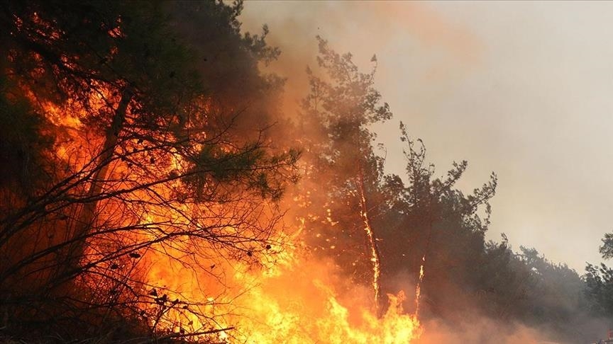 آتش‌سوزی گسترده در ارتفاعات جاده چالوس و درخواست فوری برای اعزام بالگرد