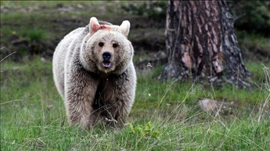 Bear killed after entering mall in Japan’s Akita prefecture