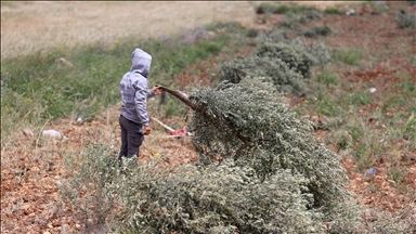 Cisjordanie occupée : 135 oliviers palestiniens arrachés par l’armée israélienne