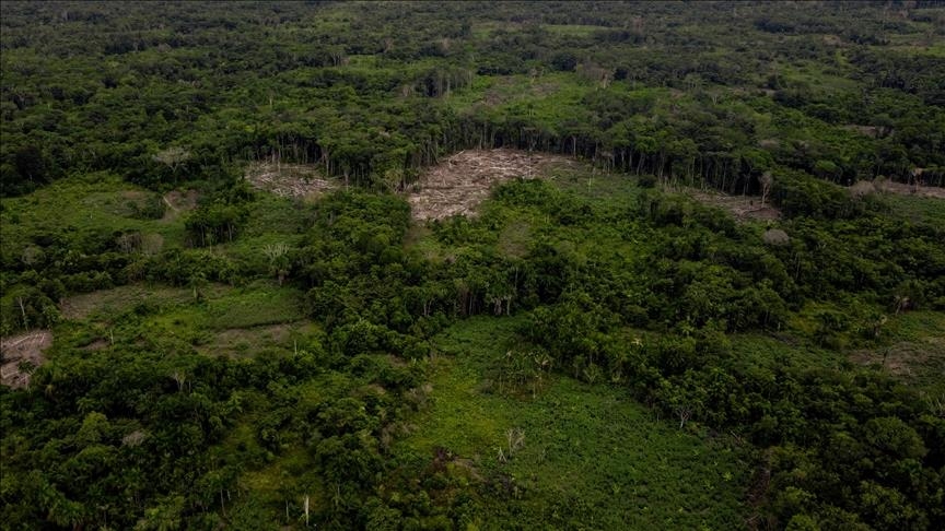 World losing 10M hectares of tropical forest every year, UN warns