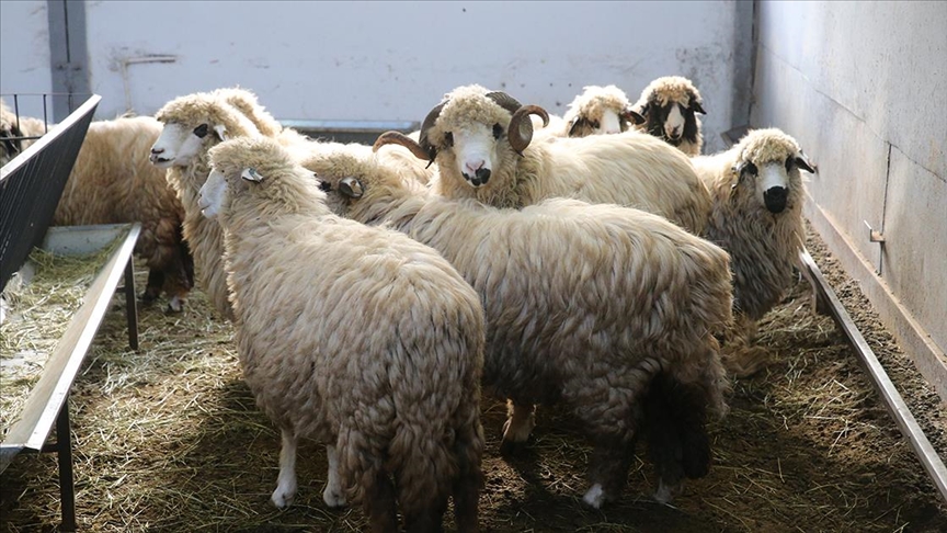 Tescilli karayaka koyunu üniversitede kurulan tesiste geliştirilecek