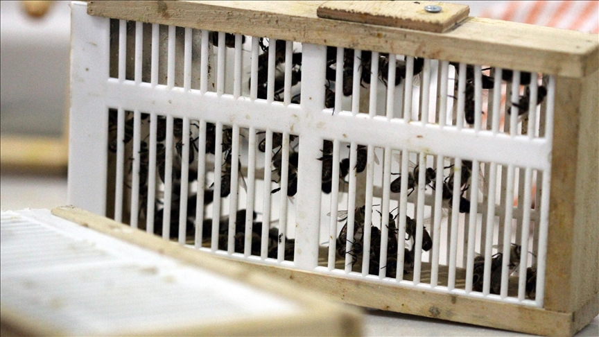 Animals increasingly developing human-like chronic diseases, driven by worsening environmental conditions: Study