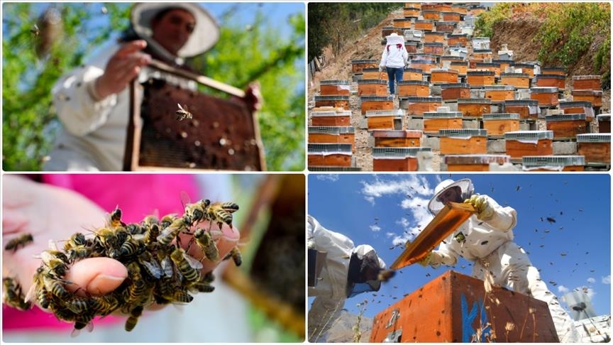 Doğu Karadeniz\'in 10 aylık bal ihracatı 1,8 milyon doları aştı