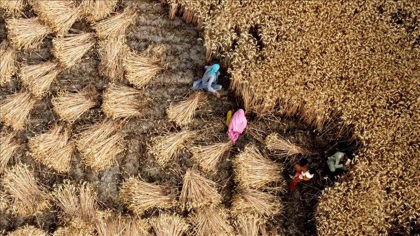 Wheat could require dramatically more water during future heat waves, scientists warn