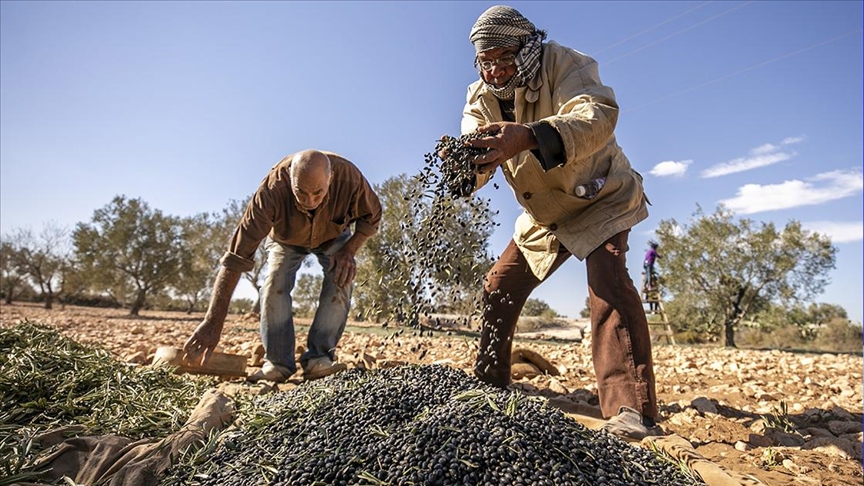 أرض الزيتون بتونس.. صفاقس تجني محصولها وتفاؤل بموسم وفير (تقرير)
