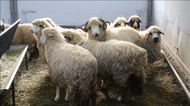 Tescilli karayaka koyunu üniversitede kurulan tesiste geliştirilecek