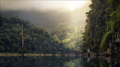 ООН: Мир ежегодно теряет 10 млн гектаров тропических лесов