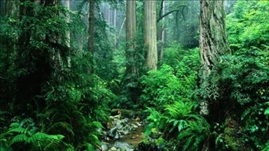 OKB: Bota po humbet 10 milionë hektarë pyje tropikale çdo vit