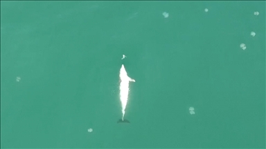 Sinop'ta balık avlayan yunus dronla görüntülendi