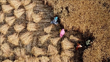 Wheat could require dramatically more water during future heat waves, scientists warn