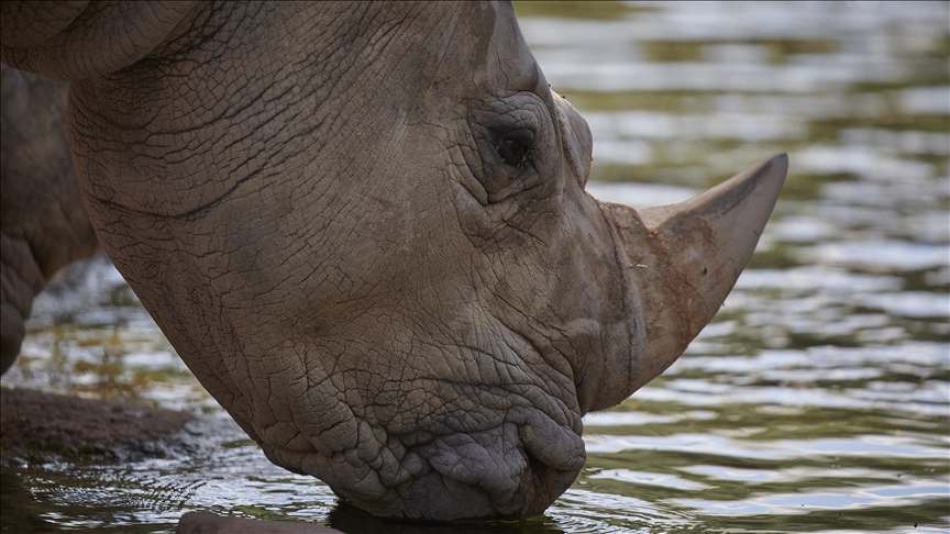Singapore seizes largest-ever rhinoceros horns worth over $800,000