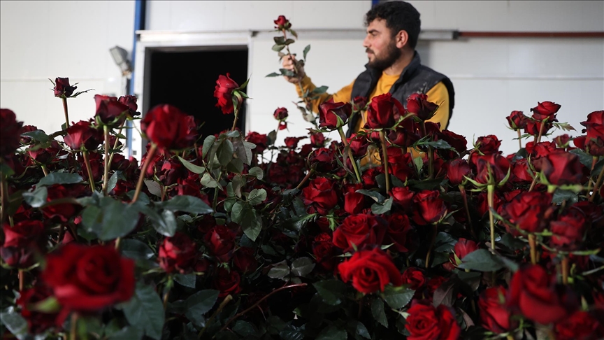 Antalyalı üretici yaylada kurduğu serada sebzeye alternatif gül yetiştiriyor