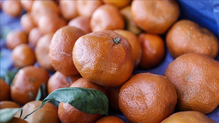 Türkiye'nin 10 aylık mandalina ihracatı 375 milyon dolara yükseldi