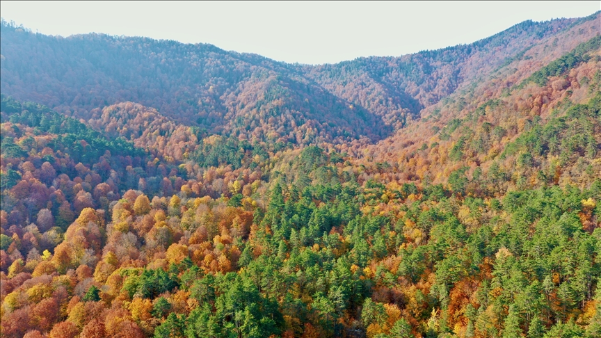 EU consumption destroyed 100 trees per minute, says WWF