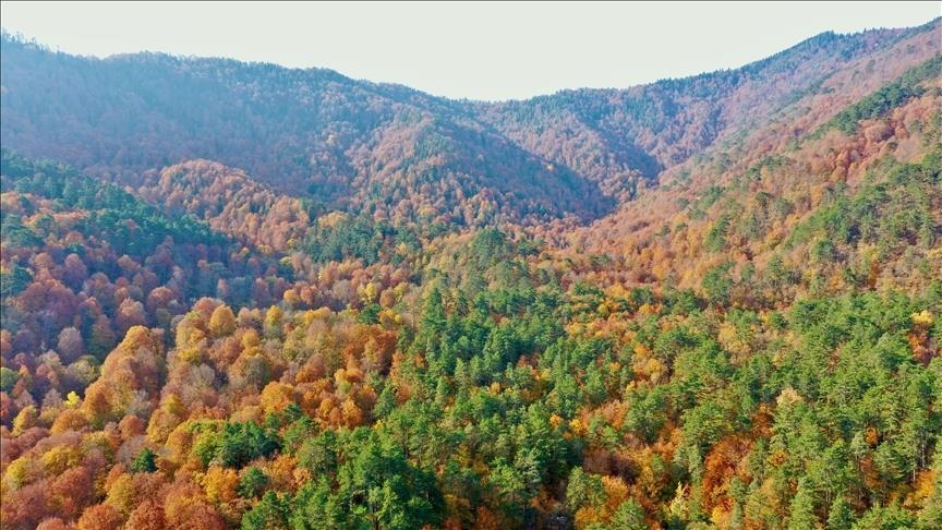 WWF: Konsumi i BE-së shkatërron 100 pemë në minutë