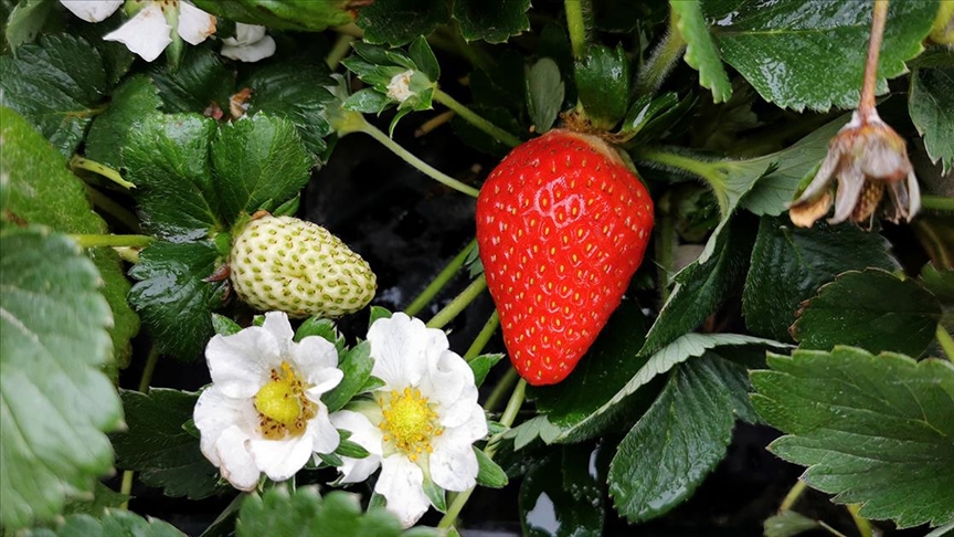 Zirveleri karla kaplı olan Erzincan'da kasım ortasında çilek hasadı