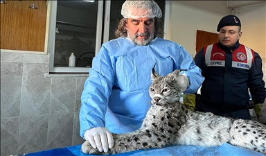 Werşeqa ku li Wanê bêhal hat dîtin, tê dermankirin