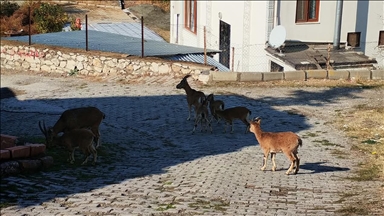 Li Tunceliyê bizinkovî daketin navenda navçeyê