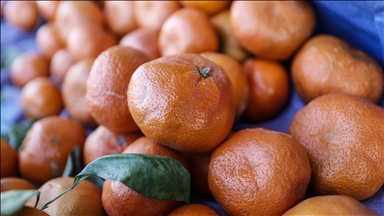 Türkiye'nin 10 aylık mandalina ihracatı 375 milyon dolara yükseldi