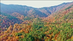 EU consumption destroyed 100 trees per minute, says WWF