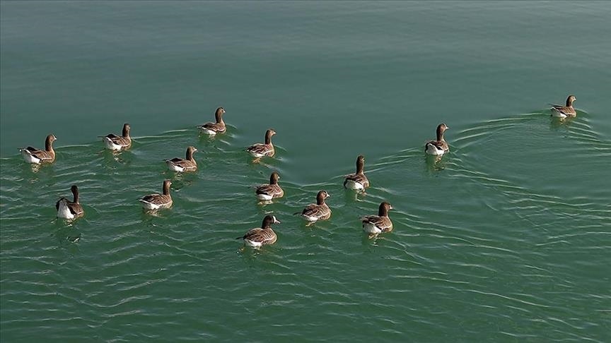 Bihuşta çivîkan Gola Erçekê, mazûvaniya betan dike