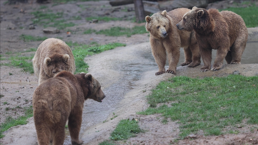 Japan uses drones with barking dogs, fireworks to deter bears from residential areas