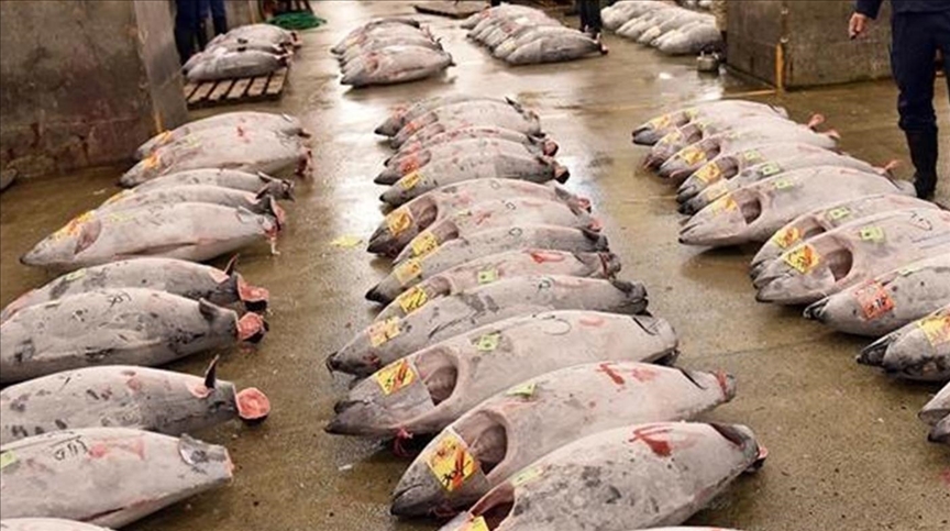 Tensions autour de Taïwan : Pékin va suspendre ses importations de produits de la mer japonais