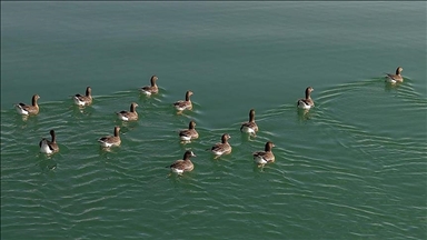 Bihuşta çivîkan Gola Erçekê, mazûvaniya betan dike