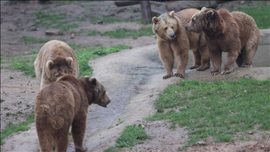 Japan uses drones with barking dogs, fireworks to deter bears from residential areas