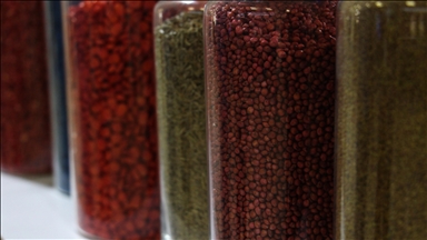 ترکیه بذر خود را به 121 کشور جهان صادر می‌کند