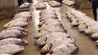 Tensions autour de Taïwan : Pékin va suspendre ses importations de produits de la mer japonais