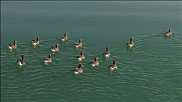 Bihuşta çivîkan Gola Erçekê, mazûvaniya betan dike