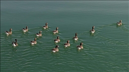 Kuş cenneti Erçek Gölü yaban kazlarına ev sahipliği yapıyor