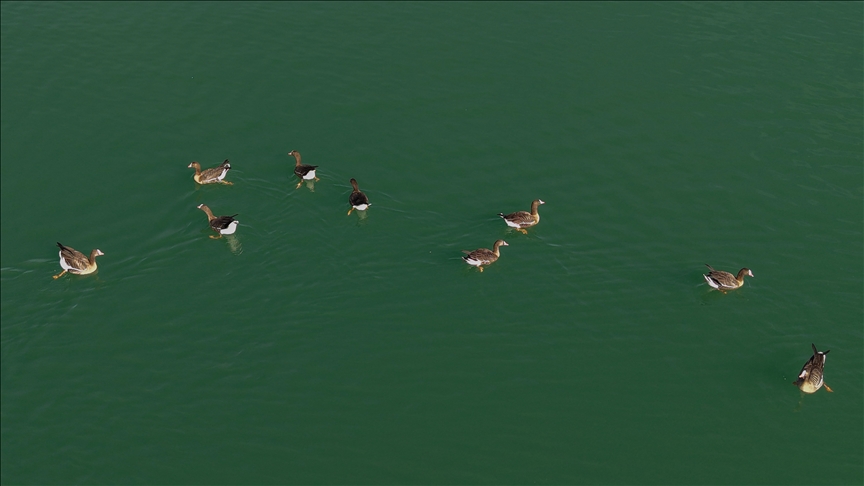 الشرق التركي.. بحيرة "أرتشاك" تستقبل الإوز البري