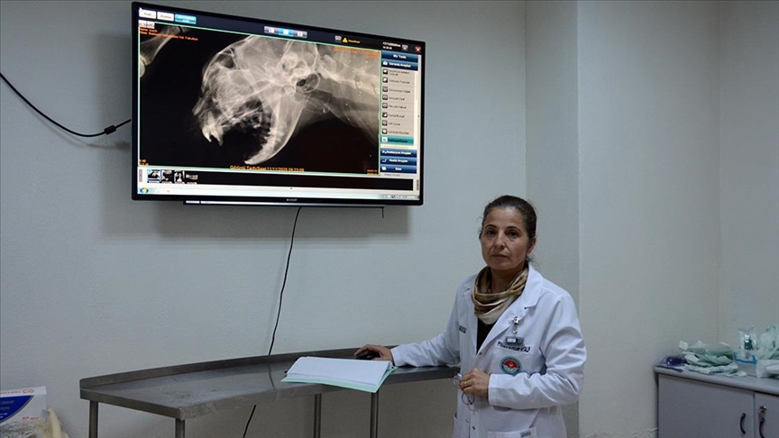 Yüksekten düşerek damağı yarılan kedi nadir uygulanan teknikle tedavi edildi