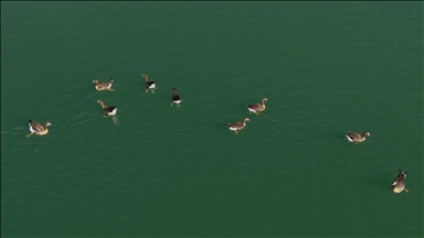 الشرق التركي.. بحيرة "أرتشاك" تستقبل الإوز البري