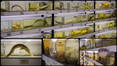 Türkiye'nin denizlerinde yaşayan balık türlerindeki azalma alarm veriyor