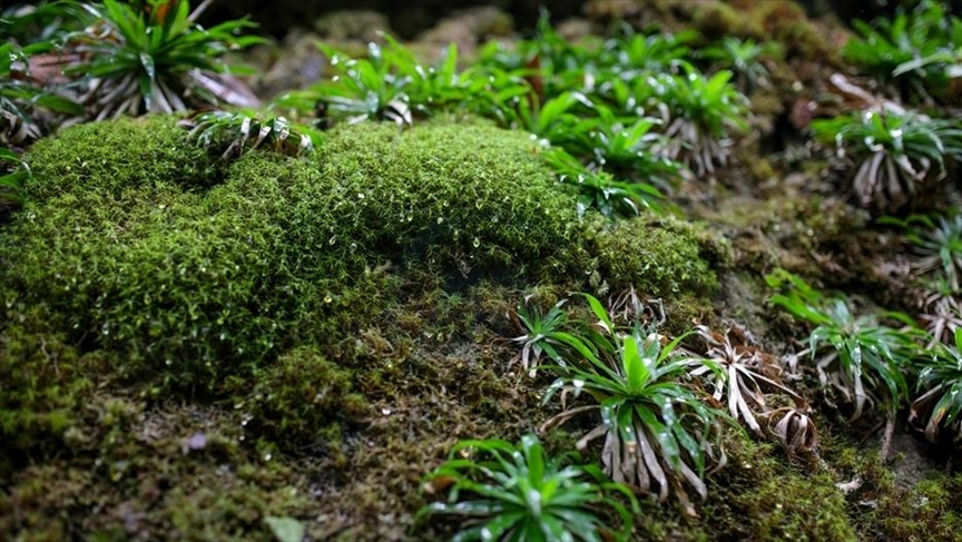 Студија: Мовот преживеа 9 месеци во вселената