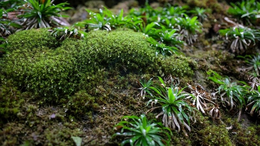 Studim  Myshku mbijeton 9 muaj në hapësirë