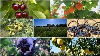 Türkiye tarımda 7 üründe dünya lideri oldu, 22 üründe ilk üçte yer aldı