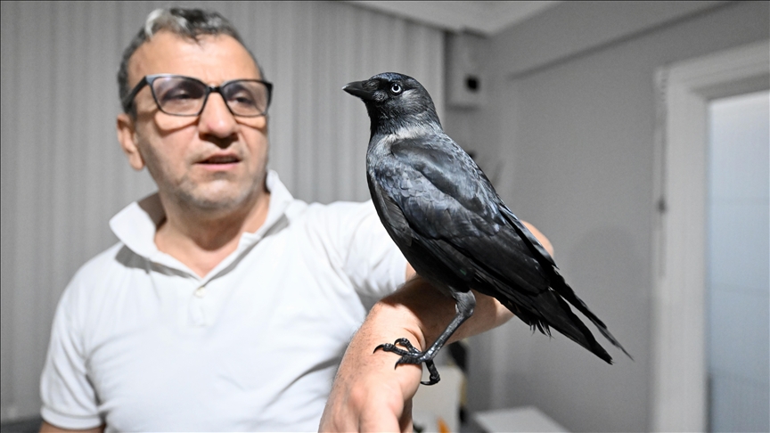 Sahiplendiği karga \