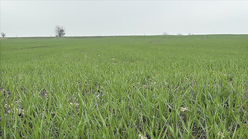 Trakya'da çiftçilerin buğday ekim mesaisi sürüyor
